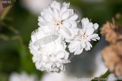 Image of Little white flowers