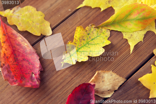 Image of close up of many different fallen autumn leaves