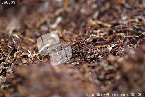 Image of Rolling Tobacco