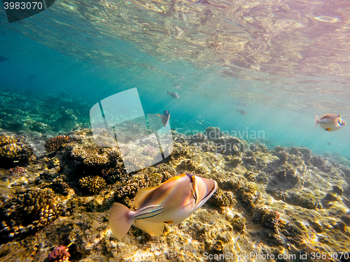 Image of Coral and fish in the Red Sea. Egypt