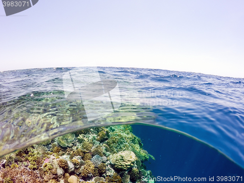 Image of Underwater and surface split view in the tropics sea