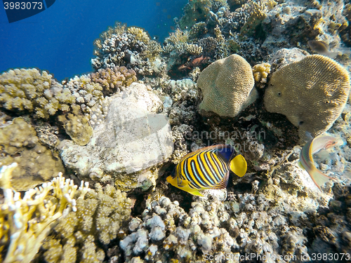 Image of Coral and fish in the Red Sea. Egypt