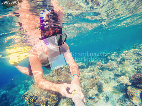 Image of Snorkel swims in shallow water, Red Sea, Egypt