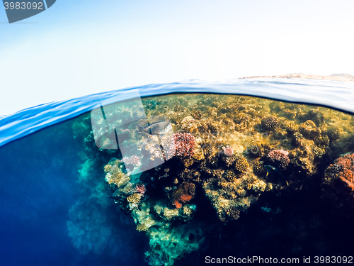 Image of Underwater and surface split view in the tropics sea