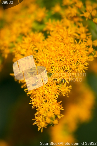 Image of yellow flowers