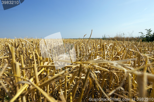 Image of agricultural field with cereal