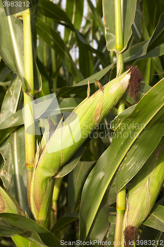 Image of Field with corn