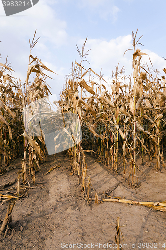 Image of mature corn, autumn