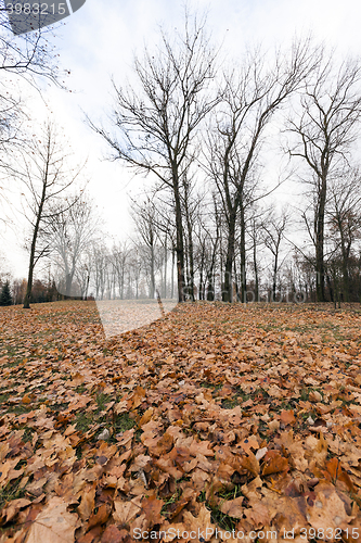 Image of Autumn Park, overcast