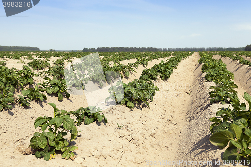 Image of Agriculture, potato field