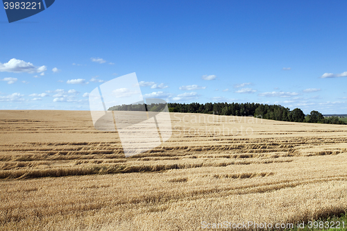 Image of agricultural field with cereal