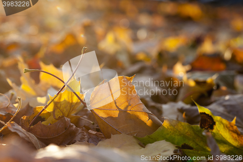 Image of autumn in the park