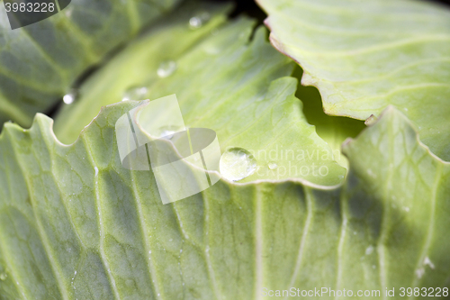 Image of green cabbage with drops