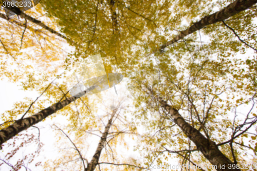 Image of autumn in the park