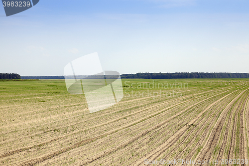 Image of sprouts green onions