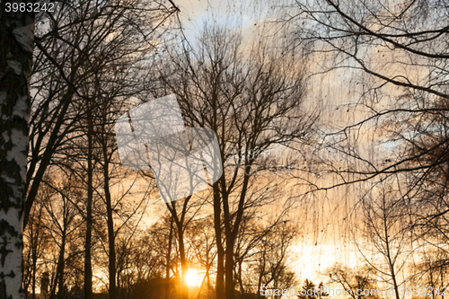 Image of trees in the park at sunset