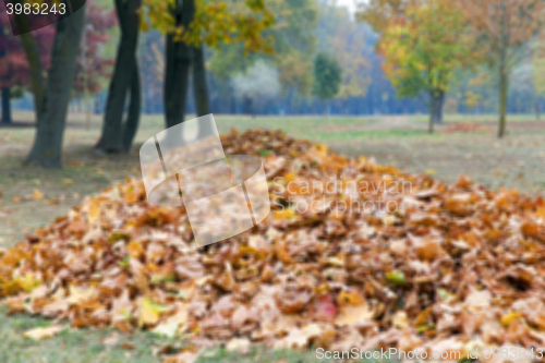 Image of autumn in the park