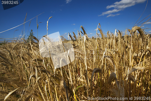 Image of farm field cereals