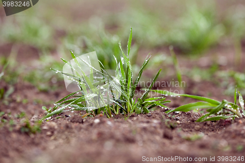 Image of young grass plants, close-up