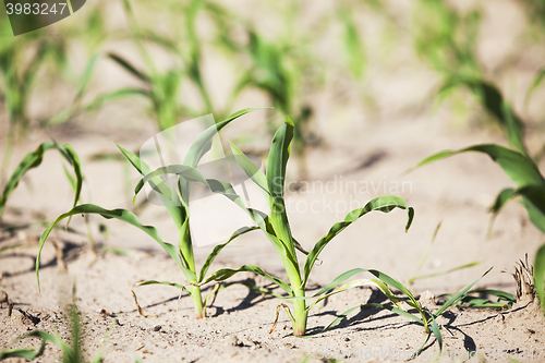 Image of green corn. Spring