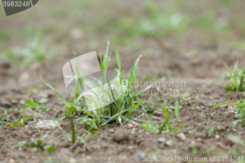 Image of young grass plants, close-up