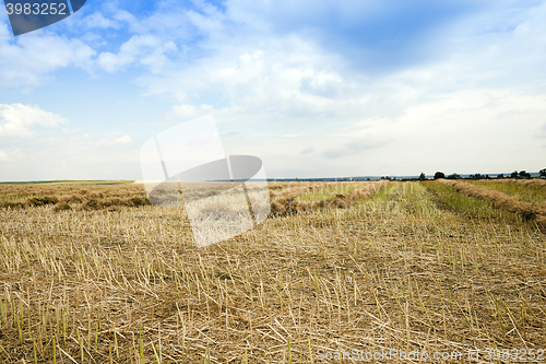 Image of harvesting of rape