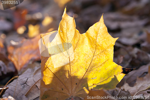 Image of fallen leaves in autumn