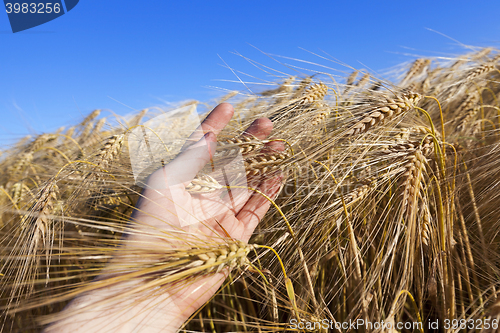 Image of Field of cereal in the summer