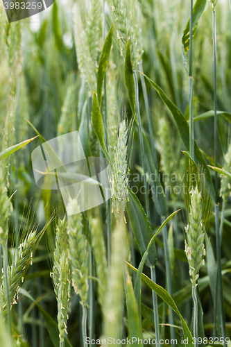 Image of blooming rye , flowering