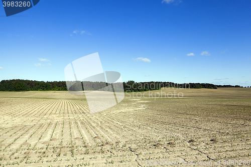 Image of Corn field, summer time