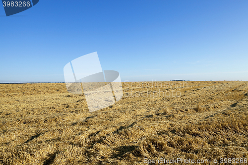 Image of agricultural field with cereal