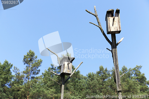 Image of birdhouse from a tree