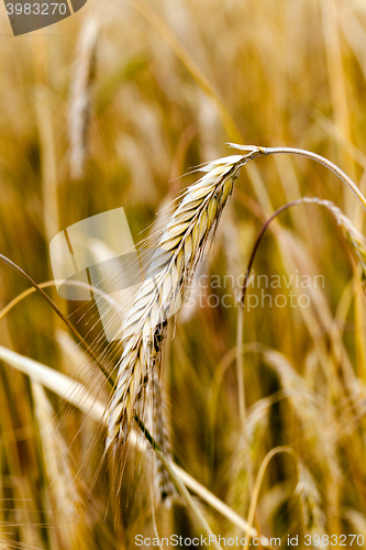 Image of mature cereal , close-up