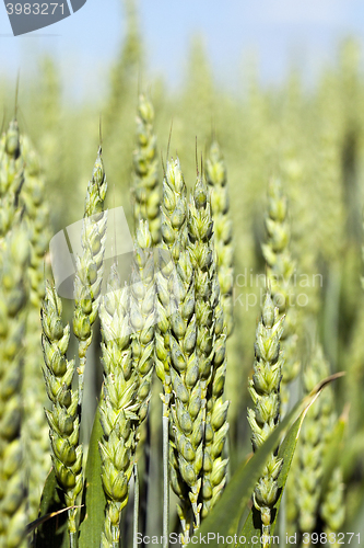 Image of immature grass sky