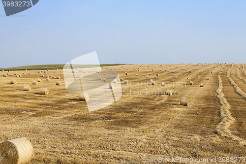 Image of Agricultural field with wheat