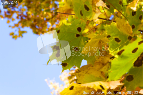 Image of autumn in the park