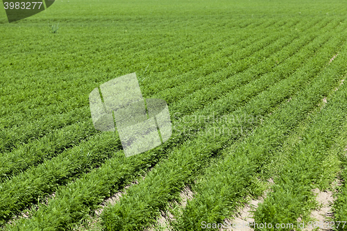 Image of Field with carrot