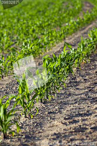 Image of Corn field, summer