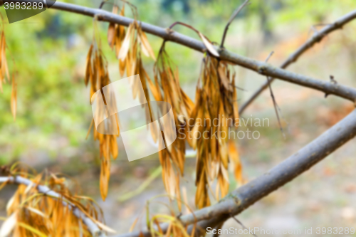 Image of autumn in the park