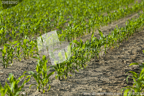 Image of Field with corn