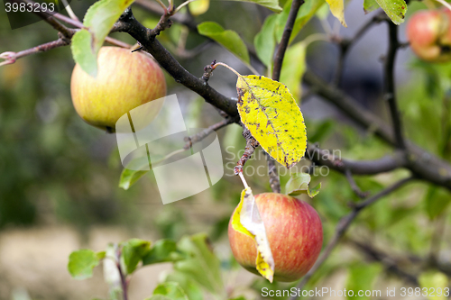 Image of Apple on a branch