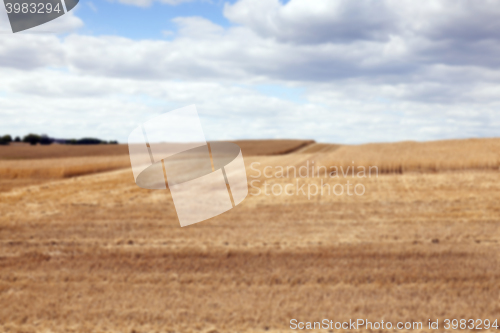 Image of gathering the wheat harvest