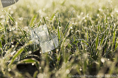 Image of young grass plants, close-up