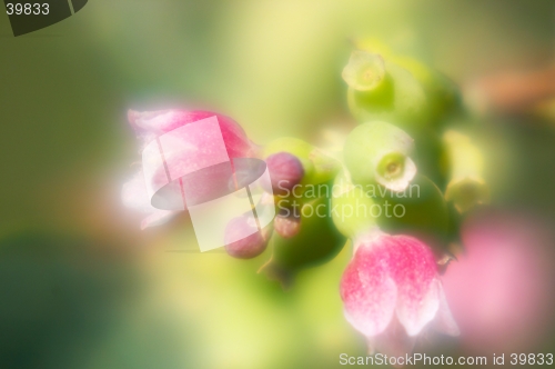 Image of Unknown flower (for me)