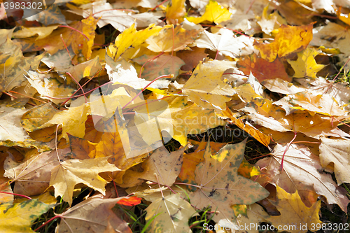 Image of autumn in the park