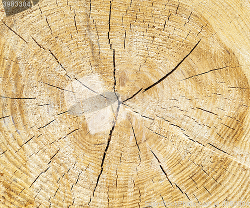 Image of harvesting hardwood. logs