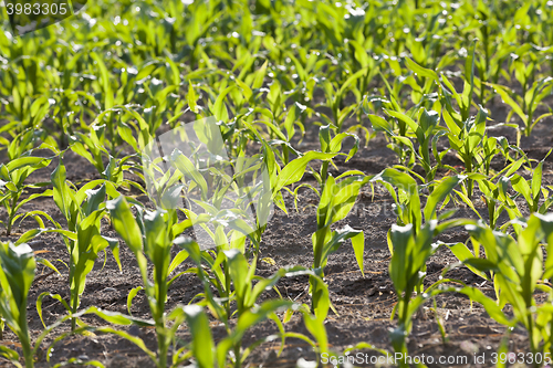 Image of Field with corn