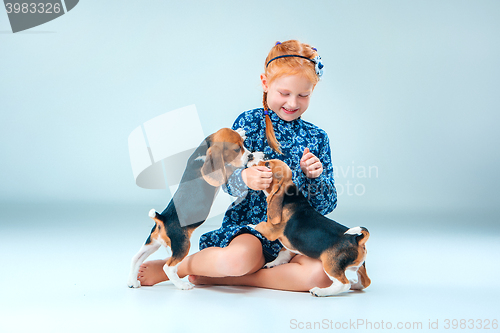 Image of The happy girl and two beagle puppie on gray background