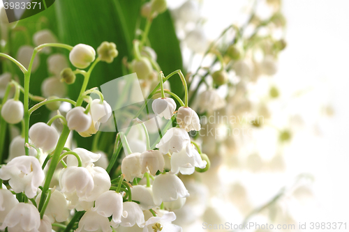 Image of lily of valley