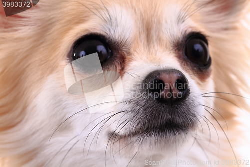 Image of head of sweet chihuahua
